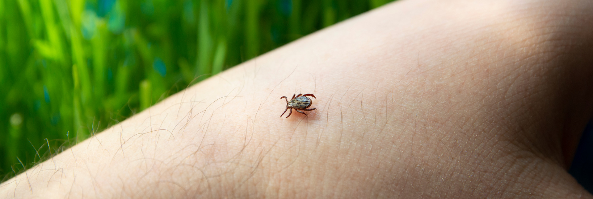В чем опасность клещей