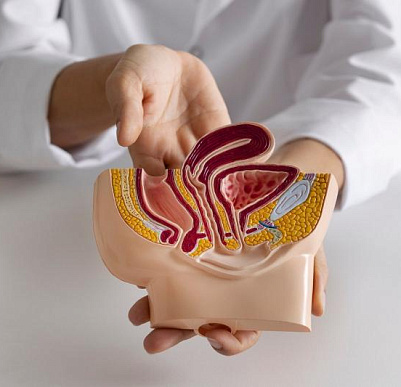 Какие органы лечит уролог?